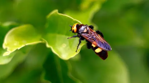 Getty Images An Asian hornet connected  a leaf