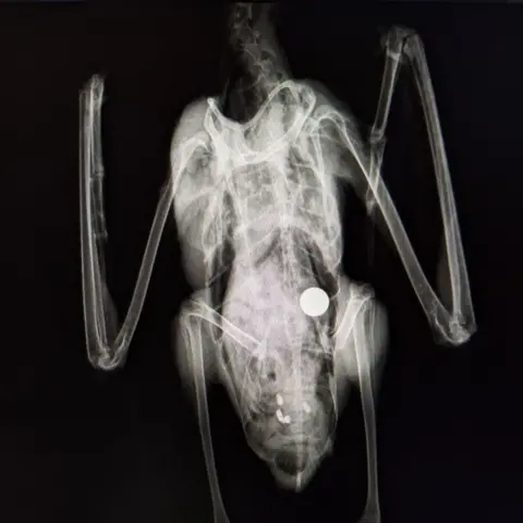 East Sussex Wildlife Rescue Ambulance Service An X-ray which shows the bones of a seagull with a circular metal ball bearing in its body