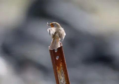 Paul Shaw A robin with a feather in its beak sits on a piece rusted metal 