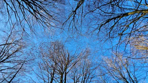 Avon Wildlife Trust A shot of a canopy of trees taken from the woodland floor against a bright blue sky.