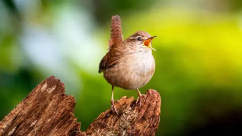 A European wren - a small, brown, speckled bird with a white chest appears to sing its heart out in the sunshine. It's beak is wide open with song and its short, squared off tail sticks upward as it perches on a log.