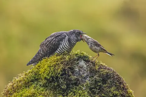 Gav Troon Bird feeding fledgling