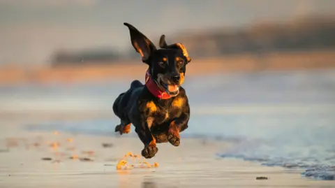 Stock image of a teckel dachshund - a small dog with dark hair - having fun at a beach. It is running along the sand at the water's edge.