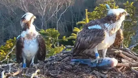 A pair of brown and white ospreys stood on a large nest edged with chunky twigs.