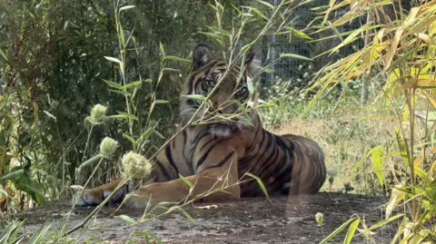 BBC A sumatran tiger lying in its enclosure at Twycross zoo. The tiger is behind grass and on a bare piece of ground.