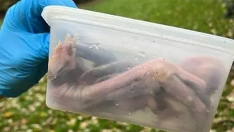 South yorkshire police Plastic container of geese feet