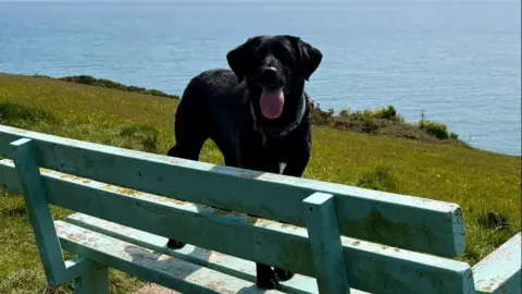 ShelterBox A black labrador standing on a bench which overlooks the sea. The bench is close to a cliff-edge. The dog is looking towards the camera and its tongue is hanging out of its mouth. 