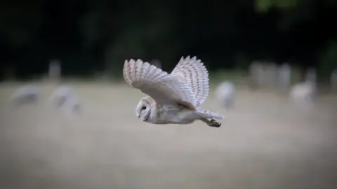 Alan Wicks Barn owl