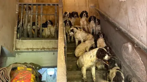 South Yorkshire Police Fourteen Springer Spaniel dogs stood on a staircase and landing in a house. The property is dilapitated with no carpets on the stairs and dirt and marks on the walls.