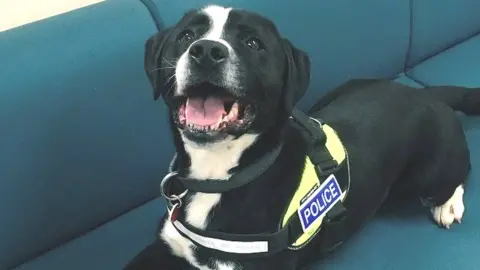 Police dog bandit relaxing