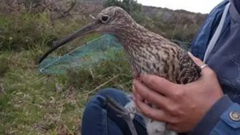GWCT A brown and white bird with a long pointy beak being held by conservationists.