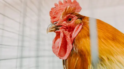 A orange rooster in a cage