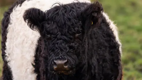 Getty Images Belted Galloway