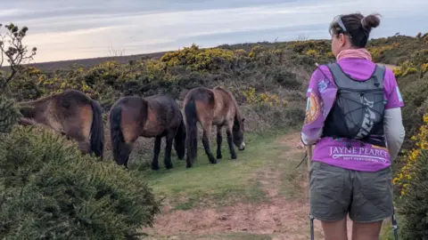 Emma Luxton Three Exmoor ponies wild grazing, with a walker dressed in a purple top on the right of the photo