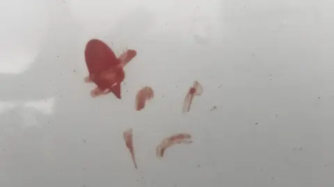 Jayne Cowan Blood on car