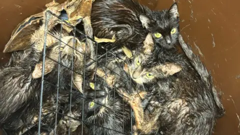 A bundle of cats at the bottom of a brown bin. 