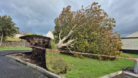 A tree has fallen over and pulled up the surrounding grass lawn. There is red and white tape cordoning off the area. 
