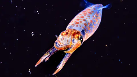Paul Parsons A multi-coloured squid in the water at night