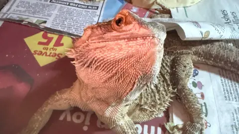 A green bearded dragon with a red face sits on newspapers.