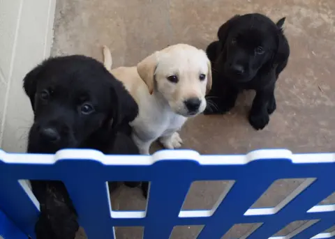 BBC A trio of pups sitting in a line