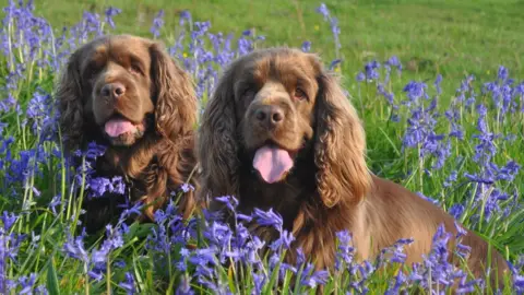 Sussex Spaniel Association Willow and Peggy the Sussex Spaniels