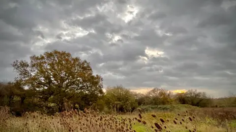 Dark grey clouds in the sky above a field, showing a free and reeds. 