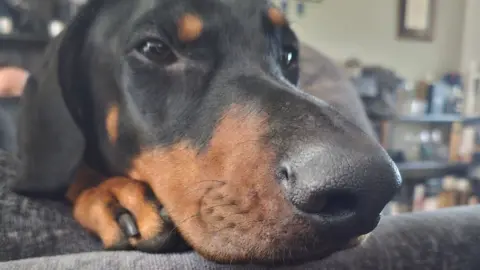 Doberman dog Rocca with his nose resting on a sofa.
