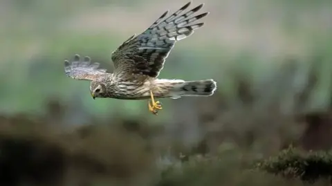 RSPB Images A hen harrier in flight