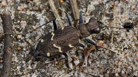 A close-up picture of the beetle, which is brown with blue tints on its legs and yellow markings on its back.