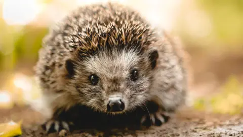 Getty Images A hedgehog looking at the camera