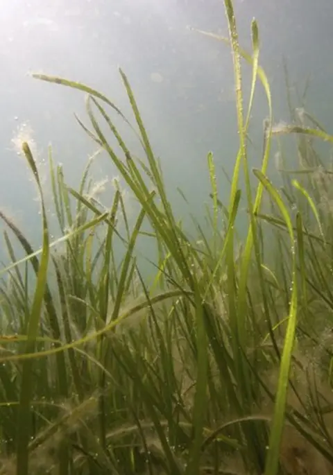 R.UNSWORTH Seagrass