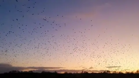 Carl Bovis A murmuration of starlings at sunset with a purplish tinge to the sky