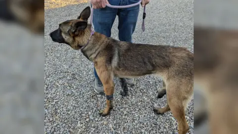 The dog is standing on gravel with its leg bandaged up, being held on a lead to have its picture taken.  He appears to be quite thin and has a black muzzle with tall ears.