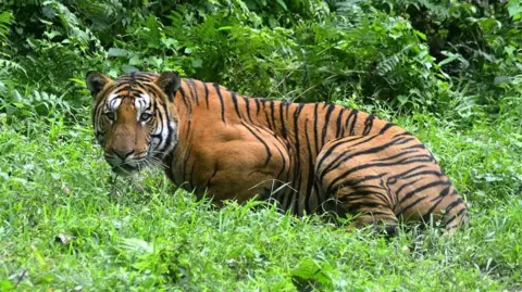 In this photograph taken on December 21, 2014, a Royal Bengal Tiger pauses in a jungle clearing in Kaziranga National Park, some 280kms east of Guwahati. 