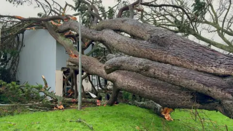 A huge pine tree has fallen and is lying across a two-storey house. It looks like there are four trunks and branches have split when they hit the roof. 