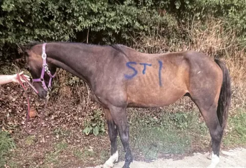 RSPCA Horse pictured at Family Nest Equine Therapy