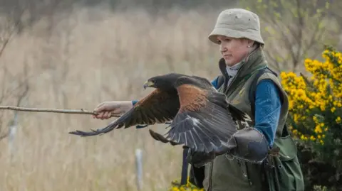 Jesse Wilkinson/Candida Meyrick A black and brown hawk speckled with white, shows her impressive wingspan as she prepares to fly from a leather gauntlet on Candida's left hand. They are standing in a wooded clearing, with yellow gorse bushes in the background.