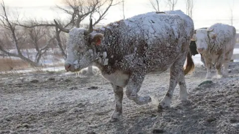 Reuters Cows walk in the snow following a blizzard in Sturgis, South Dakota