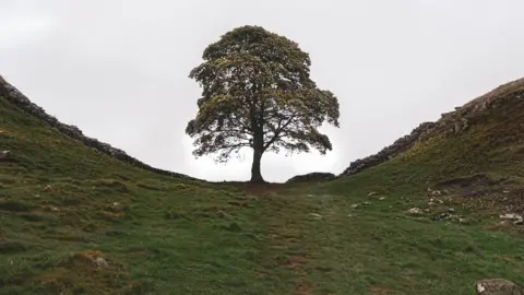 ALICE Whysall Alice's photo of the Sycamore Gap tree, taken on Wednesday evening