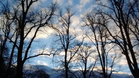 Jess Fogden Trees silhouetted against blue sky