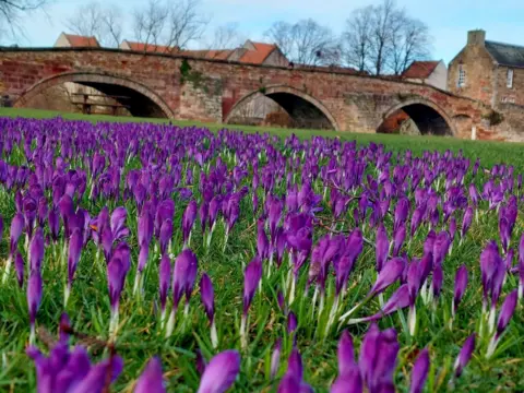 Julie Kornhammer A field filled with purple crocus flowers in early bloom, with an old stone bridge featuring several arches in the background and a few buildings and leafless trees behind it.