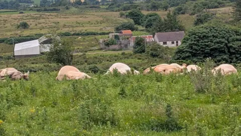 Other Dead cattle lie in a field in Fivemiletown. There are buildings in the distance.