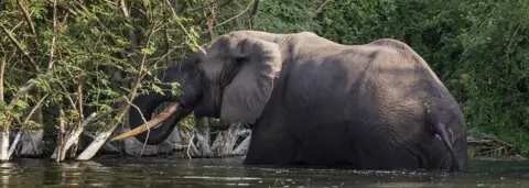 Brent Stirton/Getty A bull elephant bathes and drinks water on the Northern shores of Lake Edward inside Virunga National Park