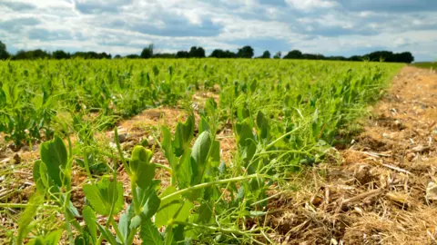 Getty Images Pea shoots