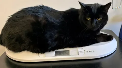 Cats Protection Colin the cat