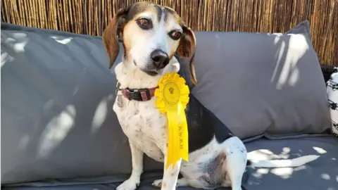 Bonnie the dog with rosette