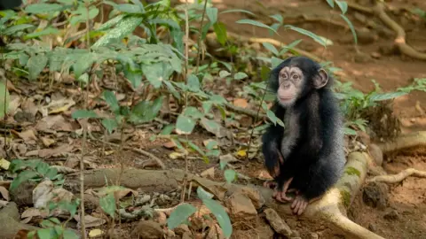 Grace Ekpu/BBC Celia is one of the youngest orphaned chimps to arrive at Tacugama