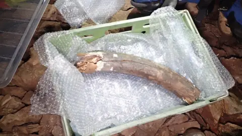 AC Archaeology Mammoth tusk