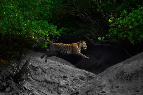 Arijit Das A Bengal tiger leaps across a creek in a mangrove forest in India