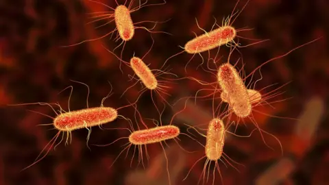Getty Images E. coli